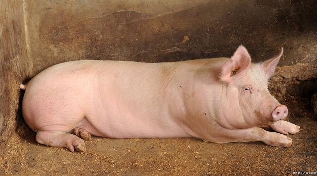 猪肉百科:带你解密猪的每一寸肉